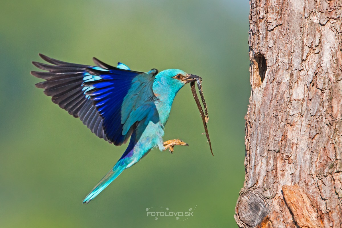 Krakľa belas&aacute; (Coracias garrulus)