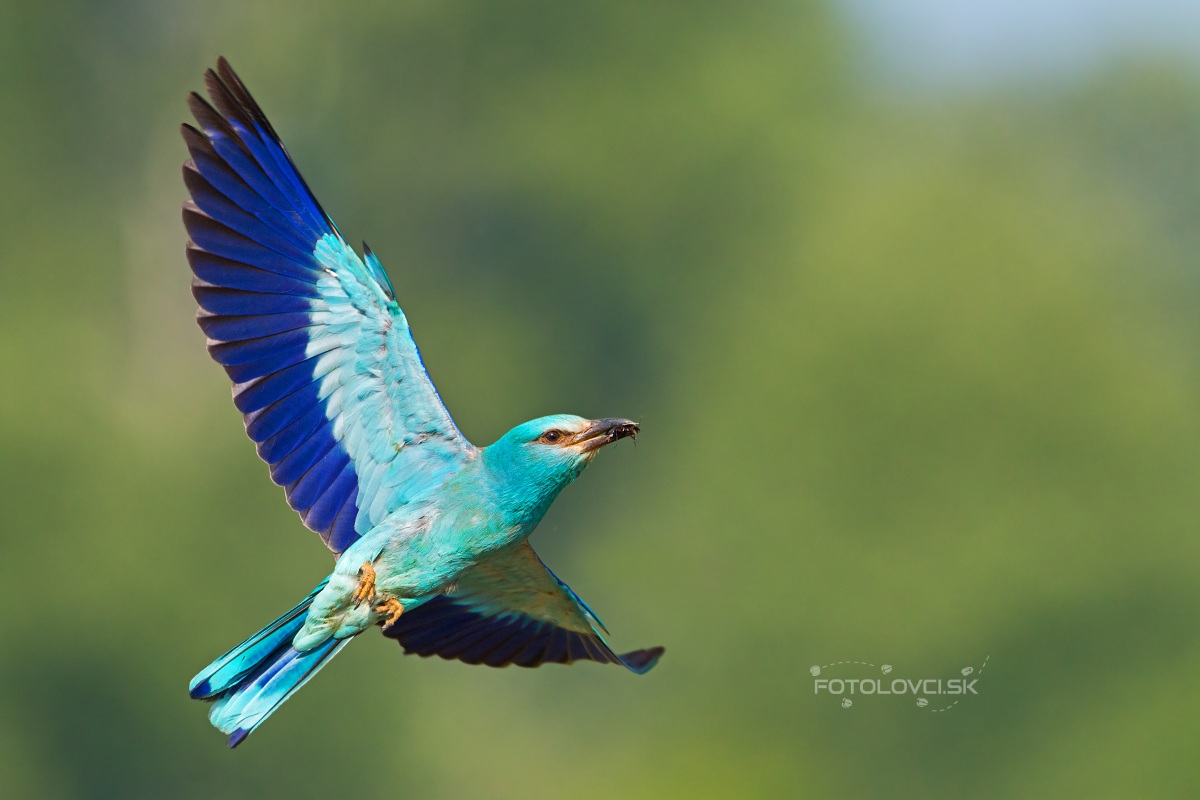 Krakľa belas&aacute; (Coracias garrulus)