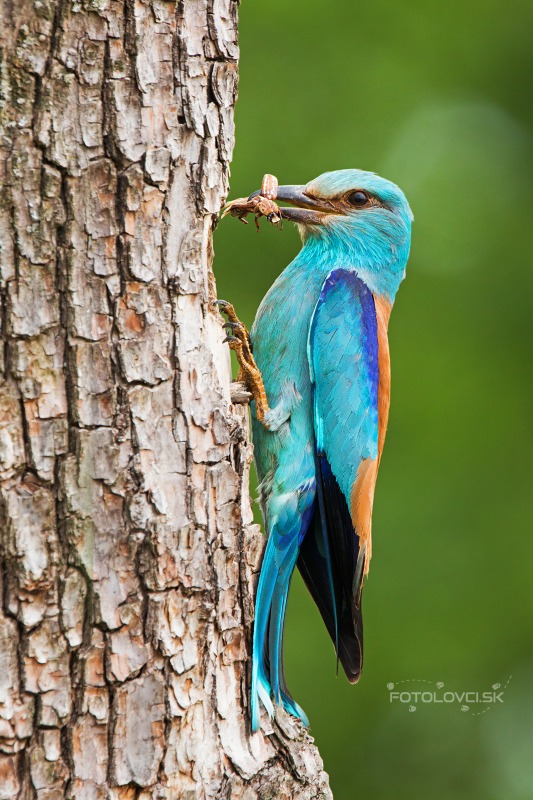 Krakľa belas&aacute; (Coracias garrulus)