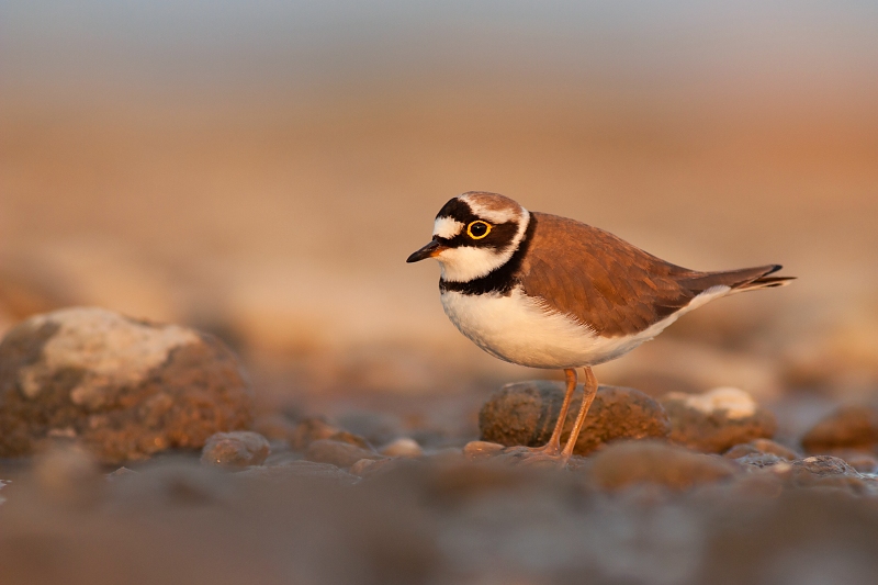 Kul&iacute;k riečny (Charadrius dubius)