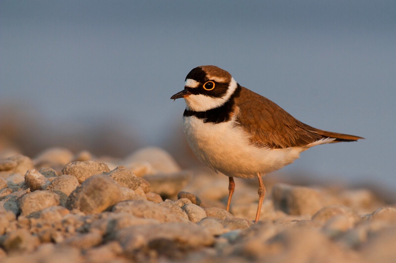 Kul&iacute;k riečny (Charadrius dubius)