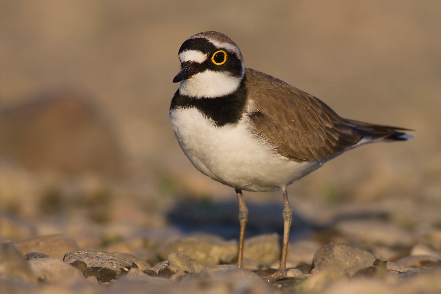 Kul&iacute;k riečny (Charadrius dubius)