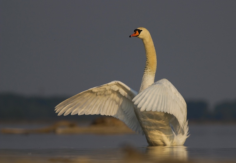 Labuť veľk&aacute; (Cygnus olor)