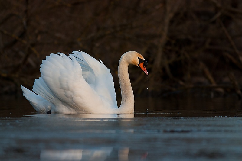 Labuť veľk&aacute; (Cygnus olor)