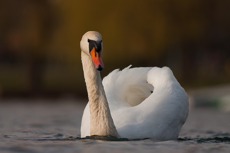Labuť veľk&aacute; (Cygnus olor)