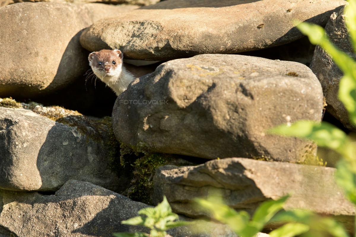 Lasica my&scaron;ožrav&aacute; (Mustela nivalis)
