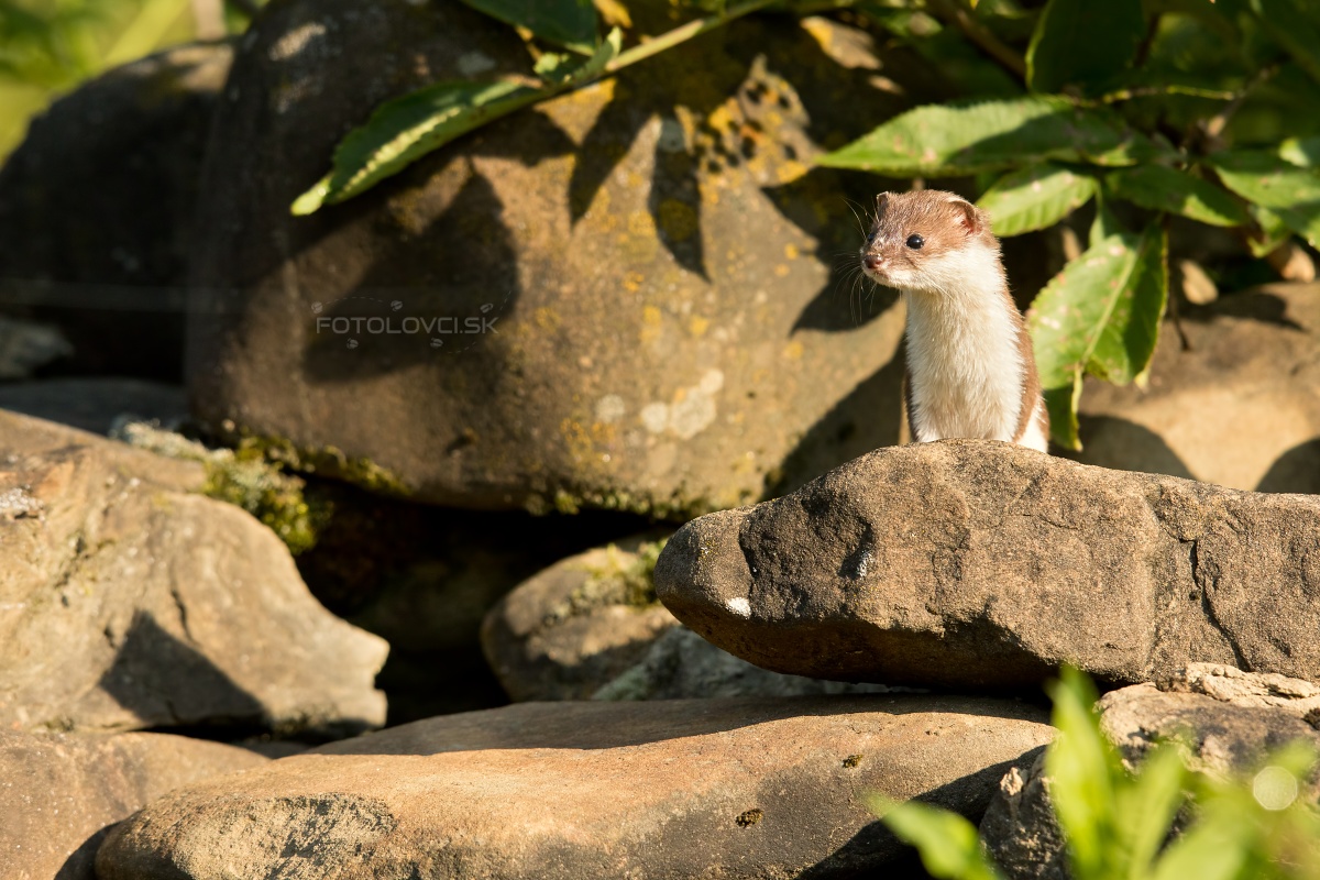 Lasica my&scaron;ožrav&aacute; (Mustela nivalis)