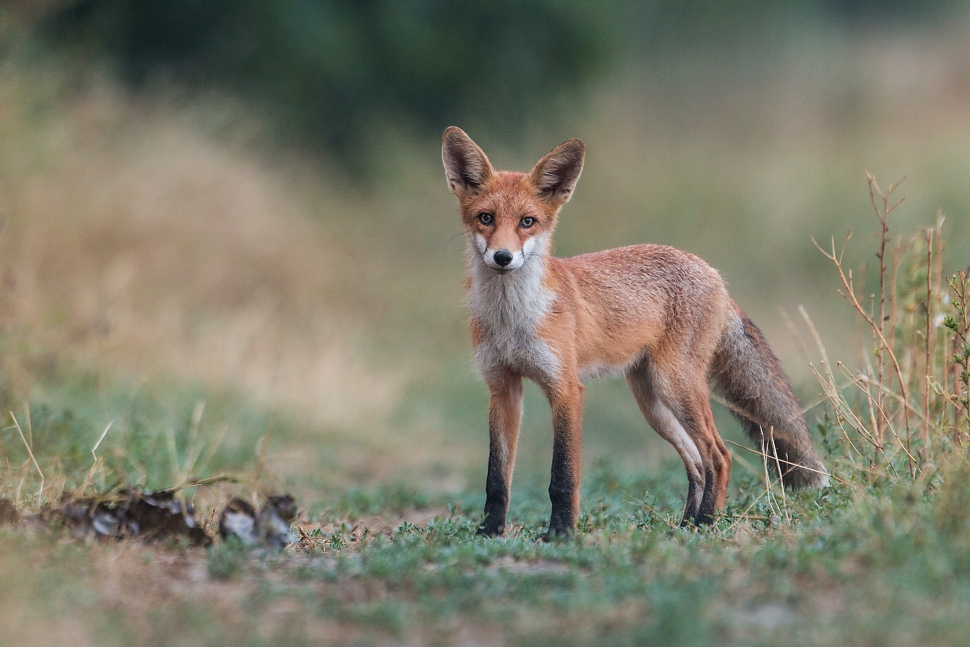 L&iacute;&scaron;ka hrdzav&aacute; (Vulpes vulpes)