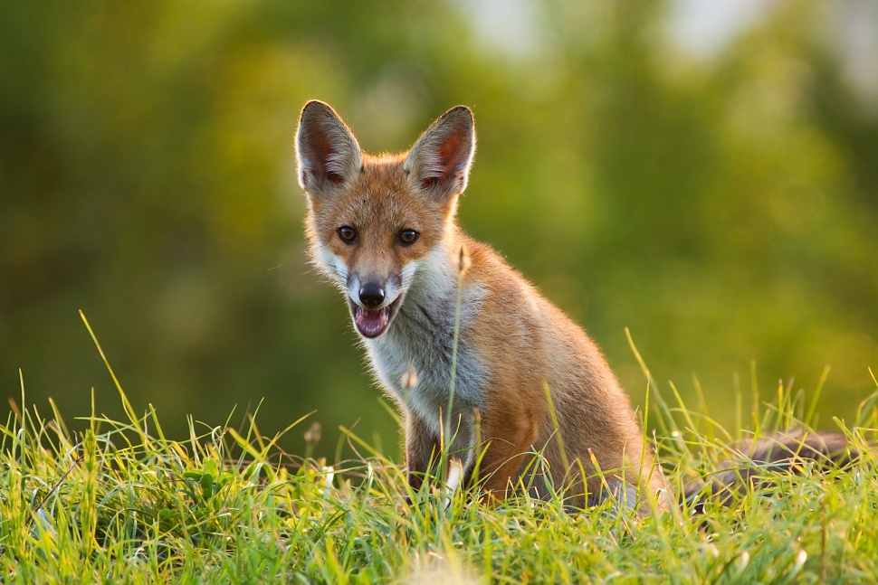L&iacute;&scaron;ka hrdzav&aacute; (Vulpes vulpes)