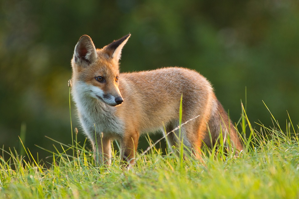 L&iacute;&scaron;ka hrdzav&aacute; (Vulpes vulpes)