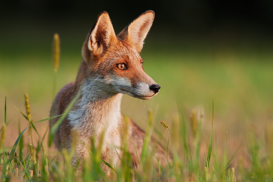 L&iacute;&scaron;ka hrdzav&aacute; (Vulpes vulpes)