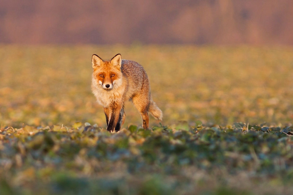 L&iacute;&scaron;ka hrdzav&aacute; (Vulpes vulpes)