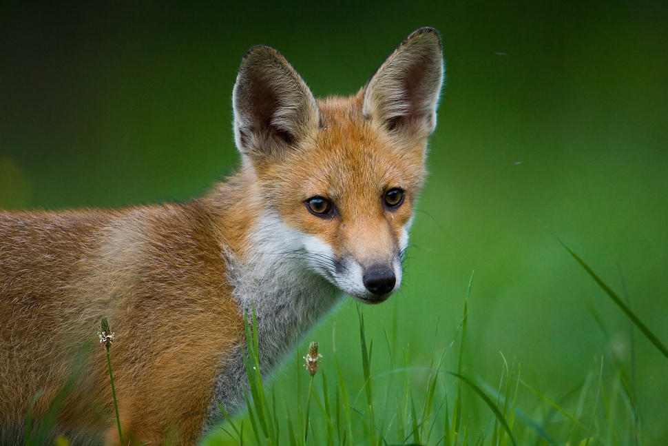 L&iacute;&scaron;ka hrdzav&aacute; (Vulpes vulpes)