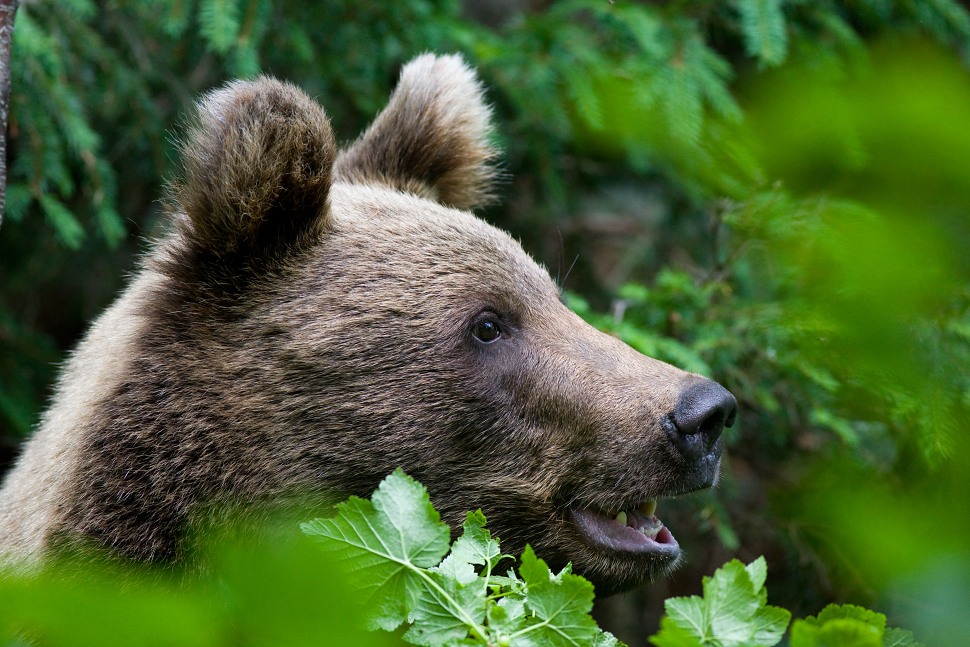 Medveď hned&yacute; (Ursus arctos)