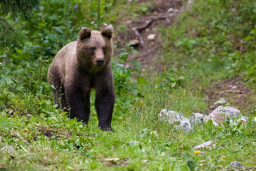Medveď hned&yacute; (Ursus arctos)