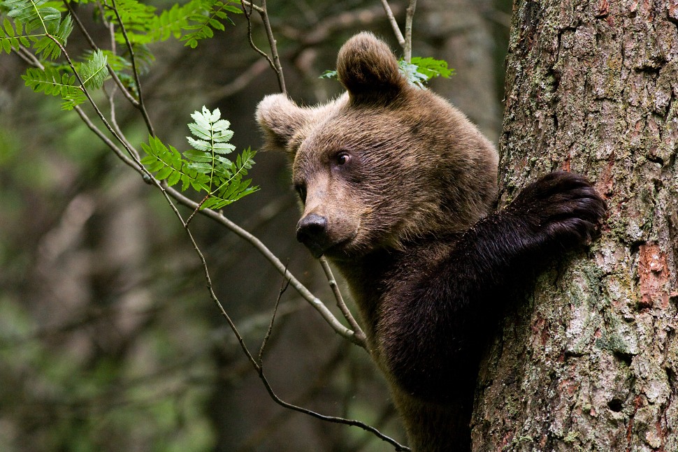 Medveď hned&yacute; (Ursus arctos)
