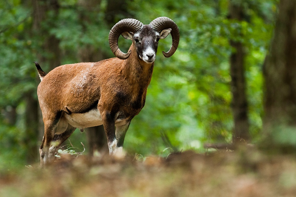 Mufl&oacute;n lesn&yacute; (Ovis musimon)