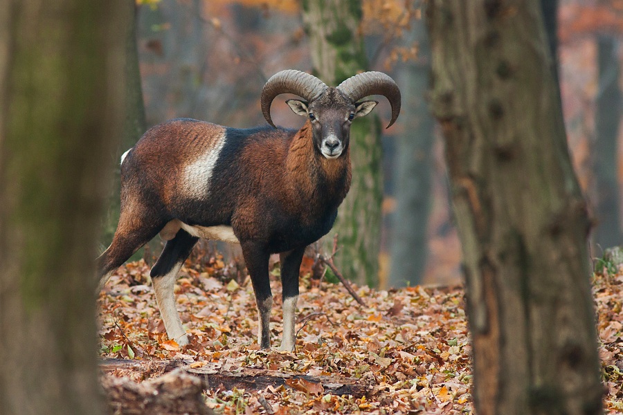 Mufl&oacute;n lesn&yacute; (Ovis musimon)