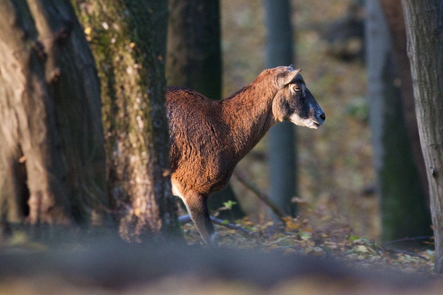 Mufl&oacute;n lesn&yacute; (Ovis musimon)