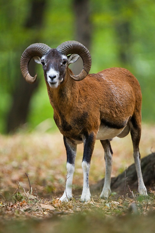 Mufl&oacute;n lesn&yacute; (Ovis musimon)