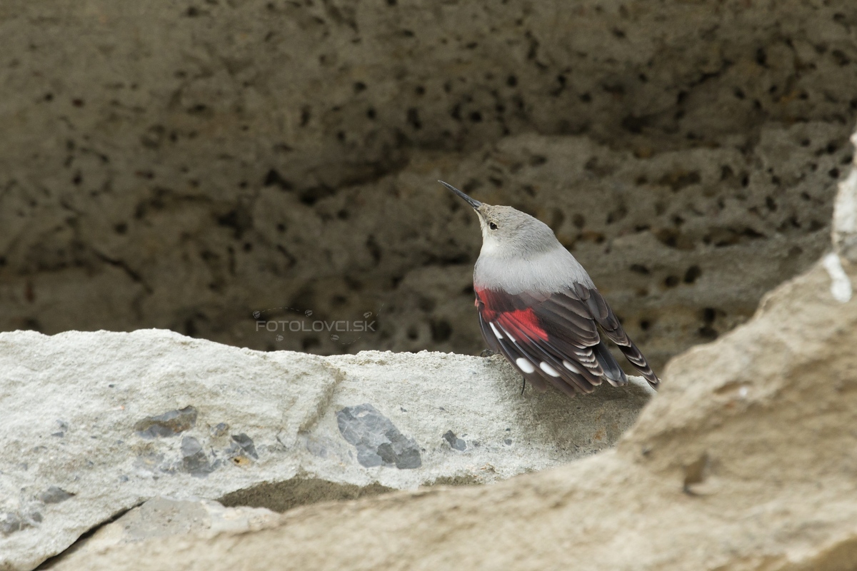 Mur&aacute;rik červenokr&iacute;dly (Tichodroma muraria)