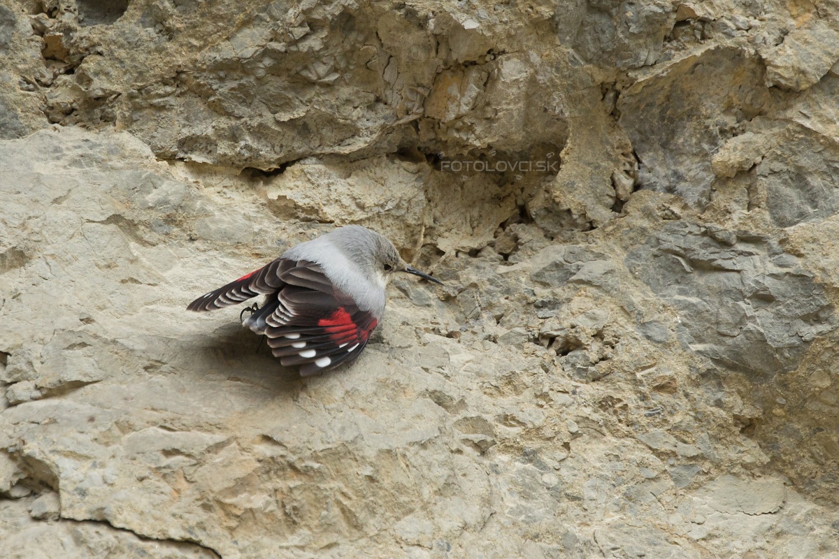 Mur&aacute;rik červenokr&iacute;dly (Tichodroma muraria)
