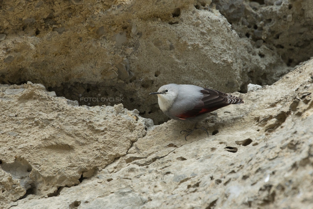 Mur&aacute;rik červenokr&iacute;dly (Tichodroma muraria)