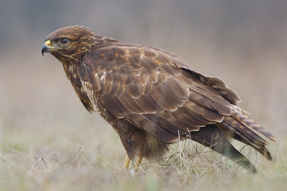 My&scaron;iak lesn&yacute; (Buteo buteo)