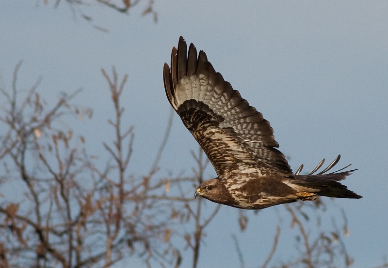 My&scaron;iak lesn&yacute; (Buteo buteo)