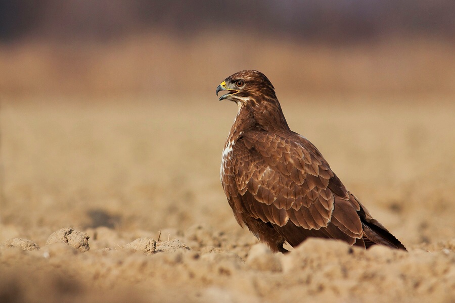 My&scaron;iak lesn&yacute; (Buteo buteo)