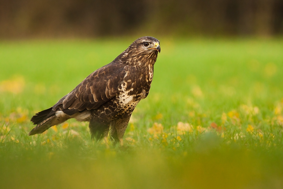 My&scaron;iak lesn&yacute; (Buteo buteo)