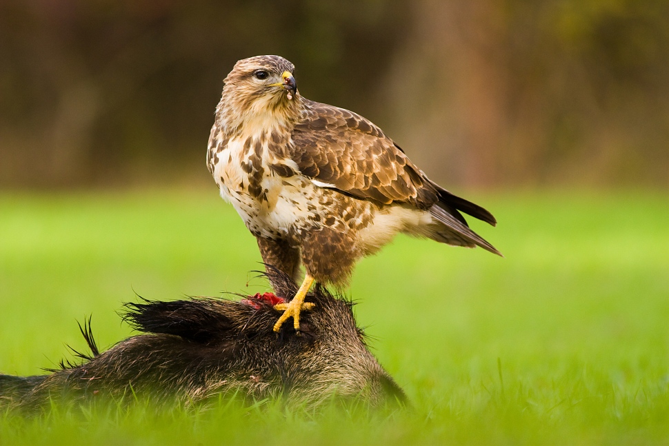 My&scaron;iak lesn&yacute; (Buteo buteo)