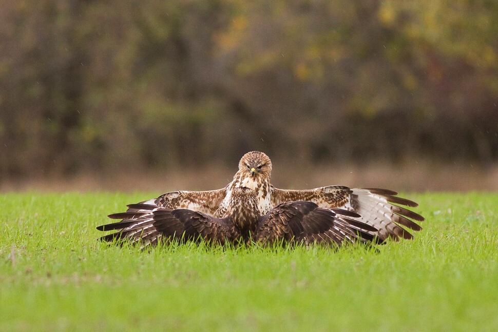 My&scaron;iak lesn&yacute; (Buteo buteo)