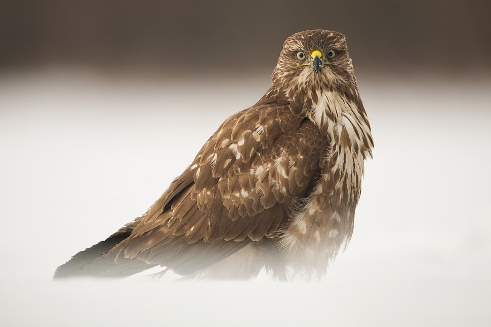 My&scaron;iak lesn&yacute; (Buteo buteo)