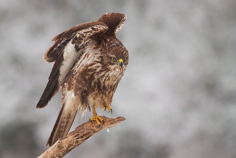 My&scaron;iak lesn&yacute; (Buteo buteo)