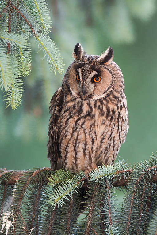 My&scaron;iarka u&scaron;at&aacute; (Asio Otus)