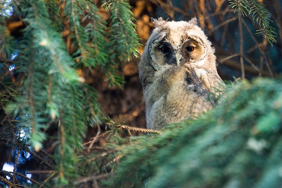My&scaron;iarka u&scaron;at&aacute; (Asio Otus)
