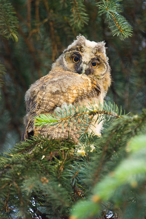 My&scaron;iarka u&scaron;at&aacute; (Asio Otus)