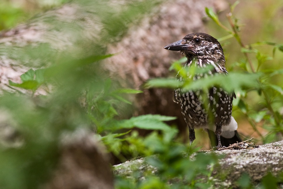 Ore&scaron;nica perlav&aacute; (Nucifraga caryocatactes)