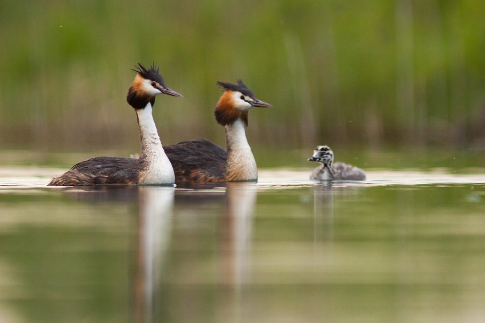 Pot&aacute;pka chochlat&aacute; (Podiceps cristatus)