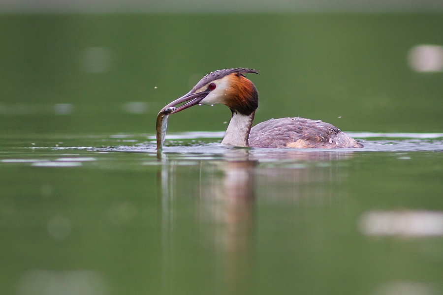 Pot&aacute;pka chochlat&aacute; (Podiceps cristatus)