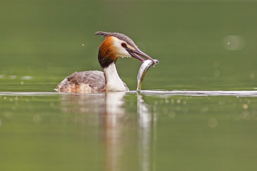 Pot&aacute;pka chochlat&aacute; (Podiceps cristatus)