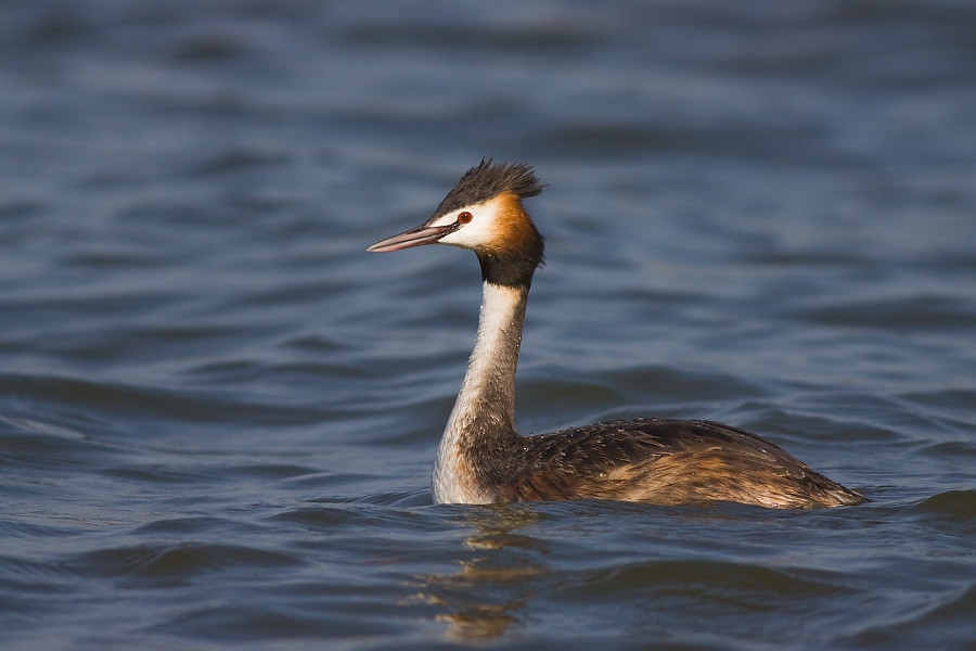 Pot&aacute;pka chochlat&aacute; (Podiceps cristatus)