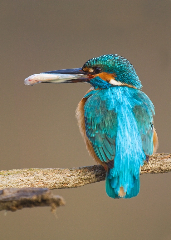Ryb&aacute;rik riečny (Alcedo atthis)