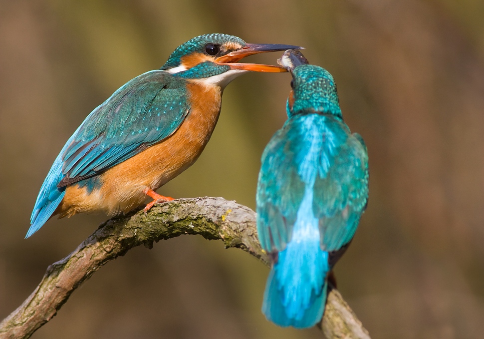 Ryb&aacute;rik riečny (Alcedo atthis)