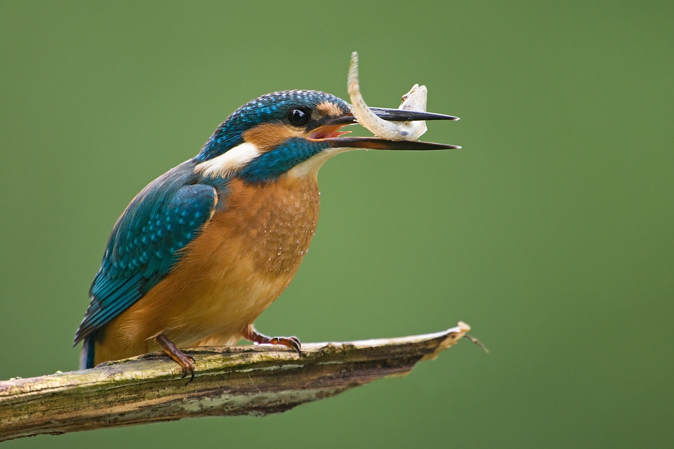 Ryb&aacute;rik riečny (Alcedo atthis)