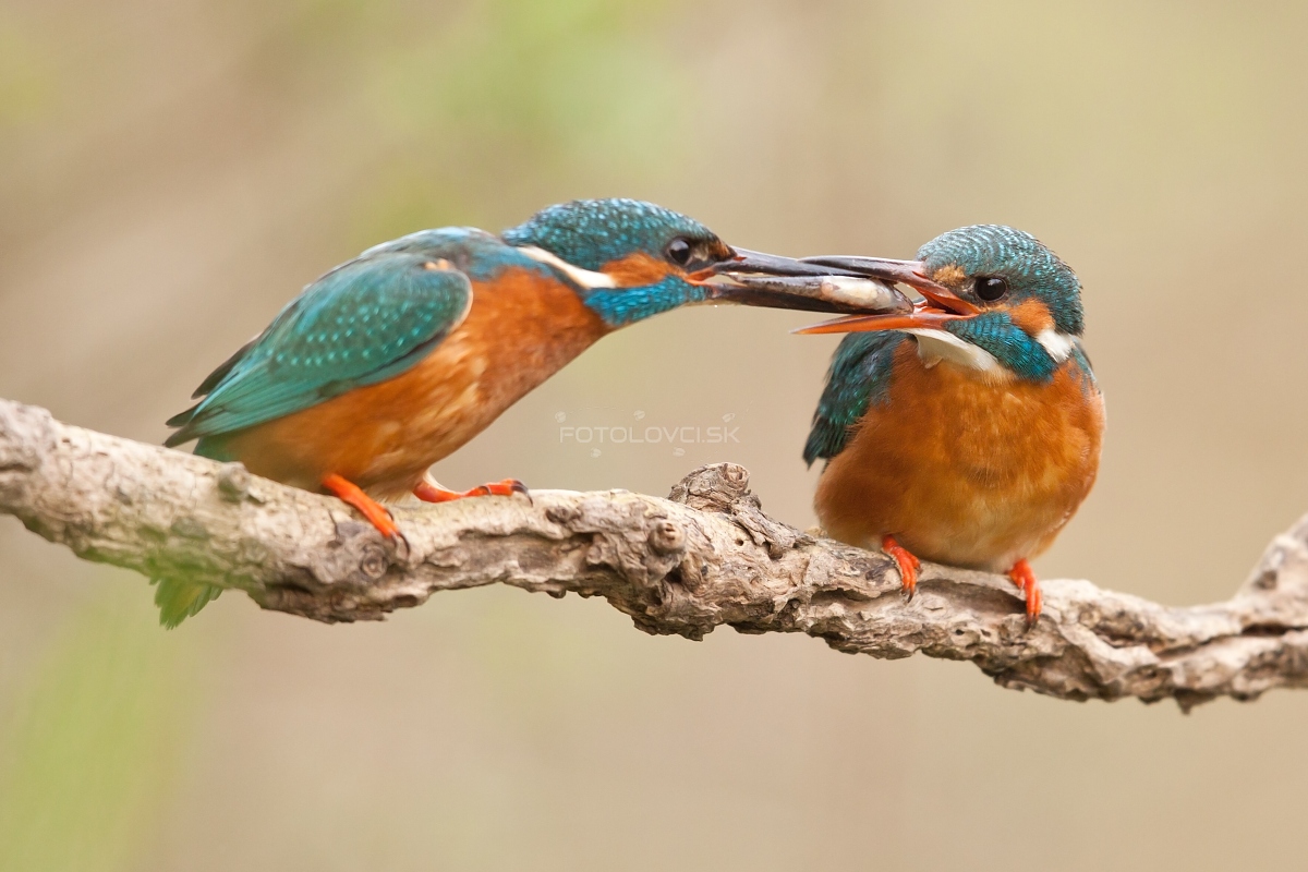 Ryb&aacute;rik riečny (Alcedo atthis)