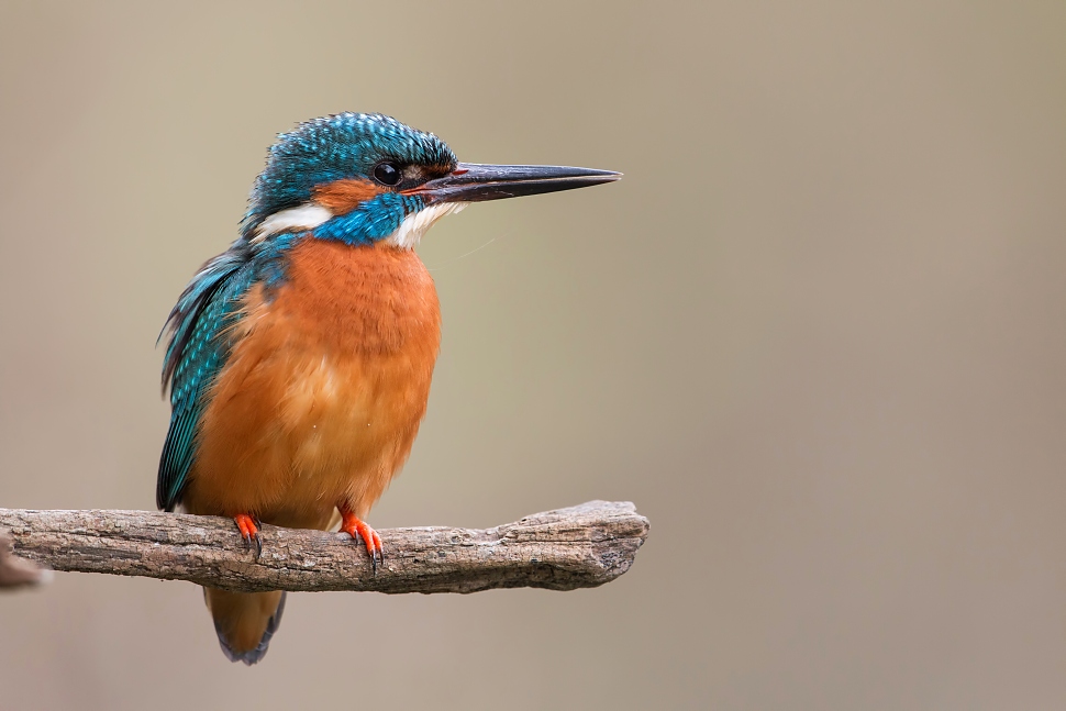 Ryb&aacute;rik riečny (Alcedo atthis)