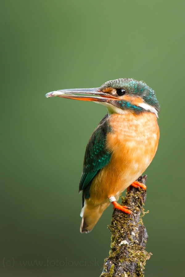 Ryb&aacute;rik riečny (Alcedo atthis)