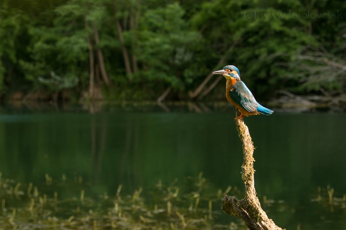 Ryb&aacute;rik riečny (Alcedo atthis)